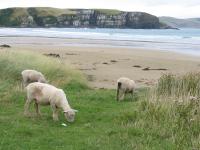 Albums/20060200-New Zealand 2006/20060313-Catlins/55